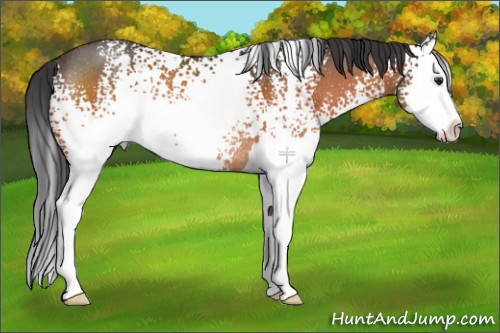 Horse Color:White Spotted Brown Splash Rabicano 