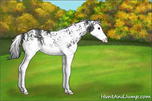 Horse Color:White Spotted Black Splash 