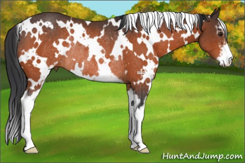 Horse Color:White Spotted Brown Sabino Rabicano 