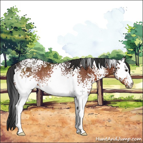 Horse Color:White Spotted Brown Rabicano 