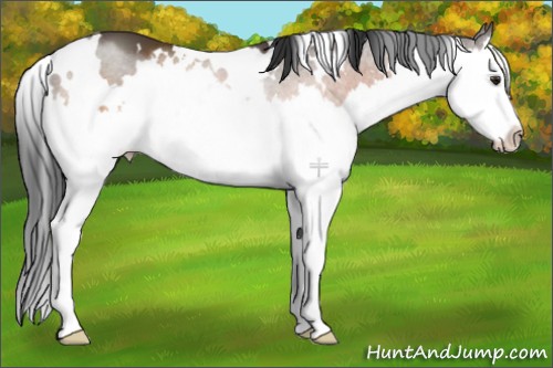 Horse Color:White Spotted Brown Sabino Splash 