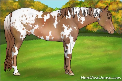 Horse Color:White Spotted Chestnut Appaloosa 