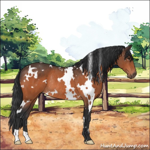 Horse Color:White Spotted Brown Rabicano