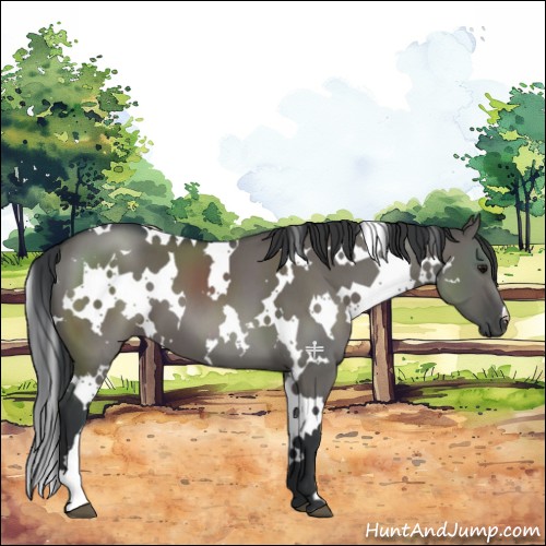 Horse Color:White Spotted Grullo 