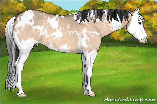 Horse Color:White Spotted Bay Dun Splash 