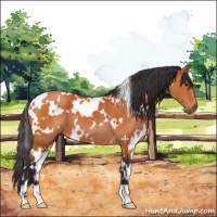 Horse Color:White Spotted Bay 