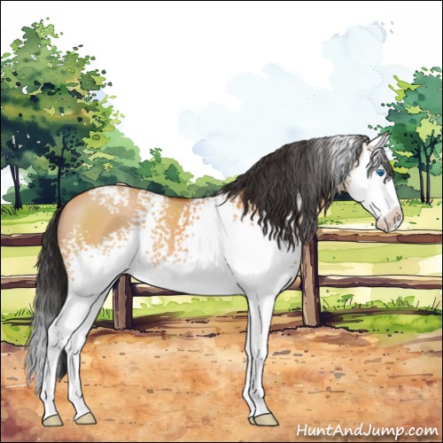 Horse Color:White Spotted Bay Dun Splash