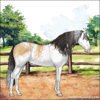 Horse Color:White Spotted Bay Dun Splash 