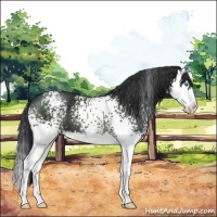 Horse Color:White Spotted Black Splash 