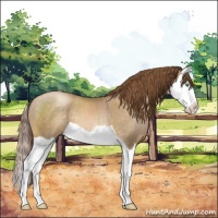 Horse Color:Smoky Black Pearl Splash 