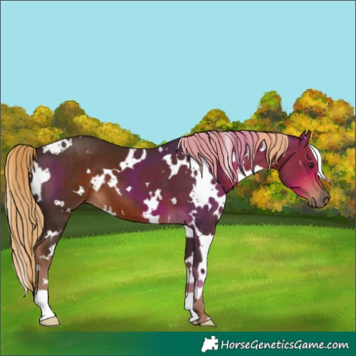 Horse Color:White Spotted Liver Chestnut