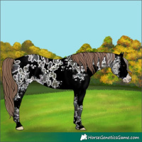 Horse Color:White Spotted Midnight Bay Ice Dun Sabino Near Leopard Rabicano 