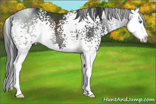 Horse Color:White Spotted Black Sabino Splash 