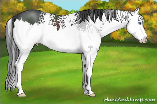 Horse Color:White Spotted Black Splash 