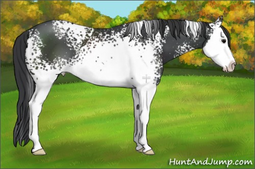 Horse Color:White Spotted Black Splash 