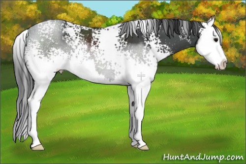 Horse Color:White Spotted Black Sabino Splash 