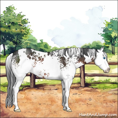 Horse Color:White Spotted Brown Splash 