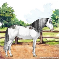 Horse Color:White Spotted Brown Sabino Splash 