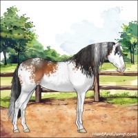 Horse Color:White Spotted Brown Splash 