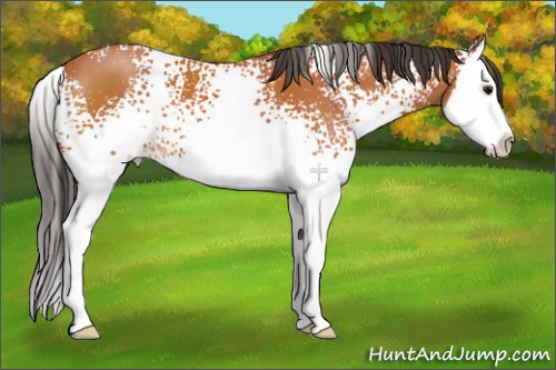 Horse Color:White Spotted Bay Splash 