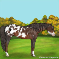 Horse Color:Liver Chestnut Frame Appaloosa 