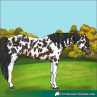 Horse Color:White Spotted Brown Tobiano Near Leopard