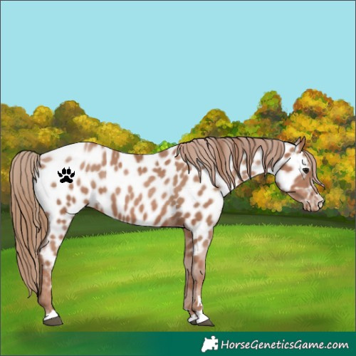 Horse Color:Black Pearl Near Leopard 