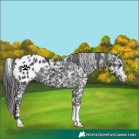 Horse Color:Black Appaloosa