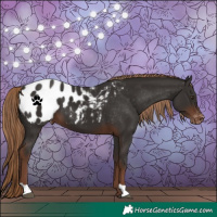 Horse Color:Liver Chestnut Appaloosa