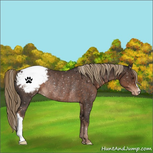 Horse Color:Liver Chestnut Appaloosa Rabicano 