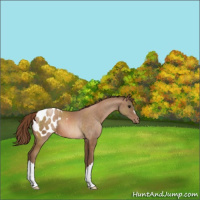 Horse Color:Brown Pearl Appaloosa 