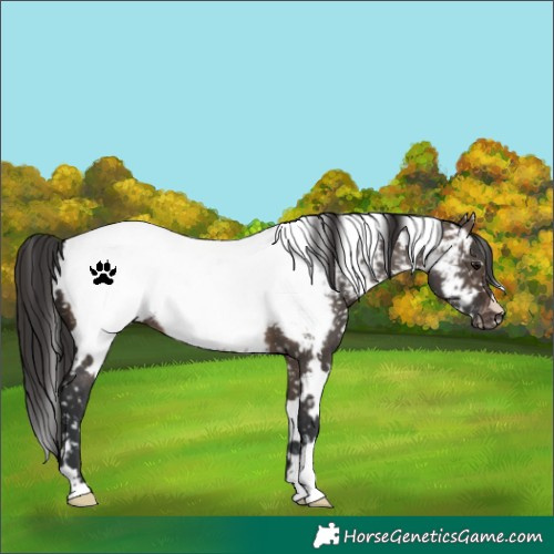Horse Color:White Spotted Brown Dun Appaloosa 