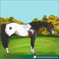 Horse Color:Brown Appaloosa