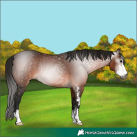 Horse Color:Gray Bay Sabino Rabicano