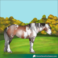 Horse Color:Gray Bay Sabino