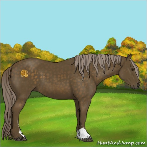 Horse Color:Chocolate Palomino Sabino 