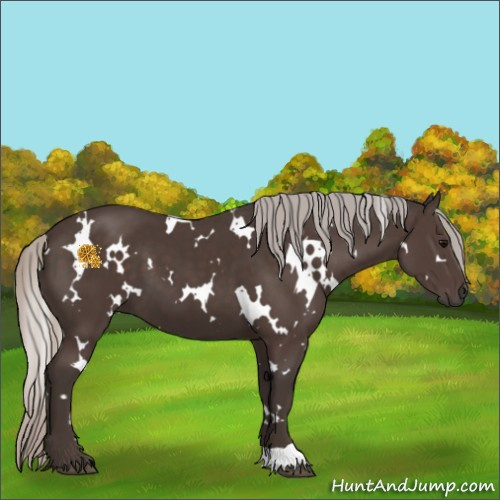 Horse Color:White Spotted Silver Black 