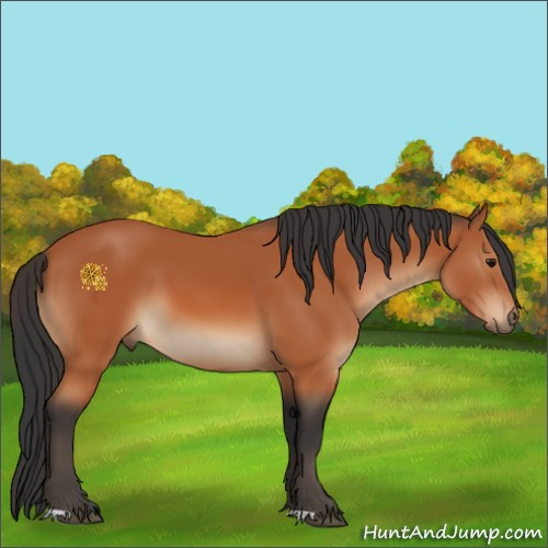 Horse Color:Bay 