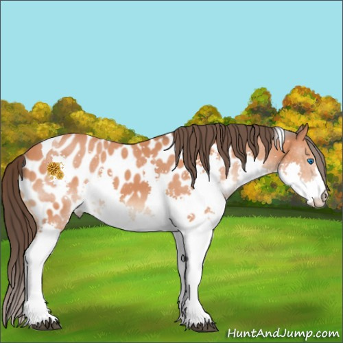 Horse Color:Brown Splash Tobiano Appaloosa 
