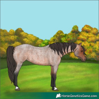Horse Color:Bay Roan Rabicano 