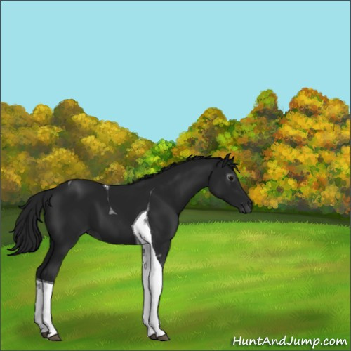 Horse Color:Gray Black Tobiano 