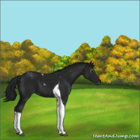 Horse Color:Gray Black Tobiano