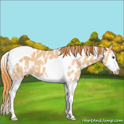 Horse Color:Red Dun Splash Tobiano Appaloosa 