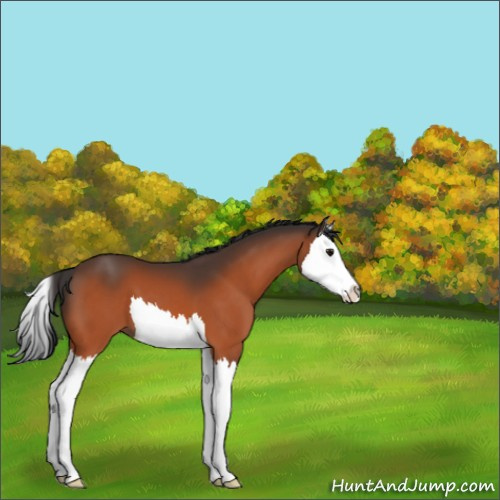Horse Color:Bay Splash 