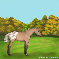Horse Color:Silver Bay Dun Appaloosa 