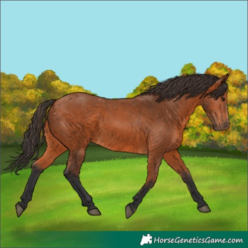 Horse Color:Bay 