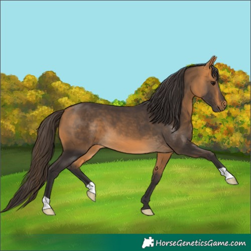 Horse Color:Buckskin 