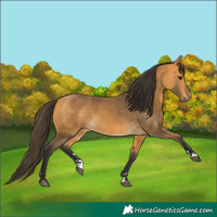 Horse Color:Buckskin 