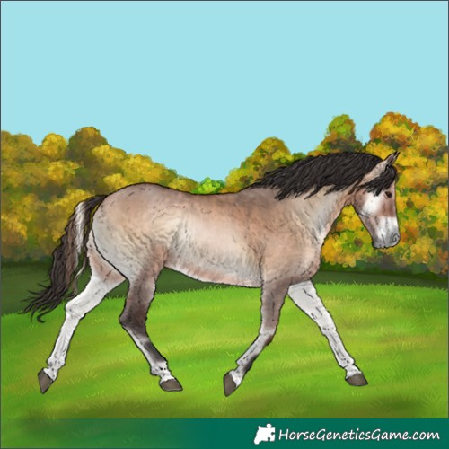 Horse Color:Bay Onyx