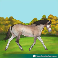Horse Color:Bay Onyx 